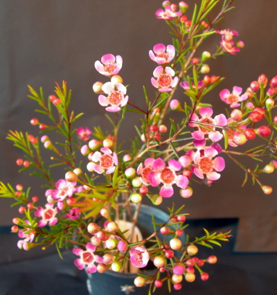 Voks Blomst